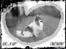 Blanding af racer Chi/Papillon Max*R.I.P*