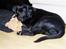 Labrador retriever Nando R.I.P - Nando 6 måneder