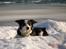 Border collie Tess - På isen vinter 2010