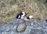 Border collie Tess