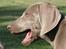 Weimaraner Hot Shoot´s Lotto (Anden) HD-A - Lille frøken gavflab