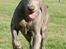 Weimaraner Hot Shoot´s Lotto (Anden) HD-A - Kommer da når du kalder - eller nowet