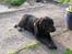 Labrador retriever skipper