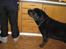 Labrador retriever skipper