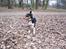 Blanding af racer Beagle/Dansk svensk gårdhund/Fox Terrier Brutus