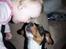 Blanding af racer Beagle/Dansk svensk gårdhund/Fox Terrier Brutus - Kys til Brutus