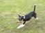 Blanding af racer Beagle/Dansk svensk gårdhund/Fox Terrier Brutus