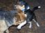 Blanding af racer Beagle/Dansk svensk gårdhund/Fox Terrier Brutus - Lege med Lady
