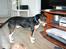 Blanding af racer Beagle/Dansk svensk gårdhund/Fox Terrier Brutus