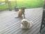 Lhasa apso werner