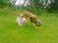 Lhasa apso werner