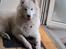 Samojedhund Nala - Hvad??? Må man ikke det?
