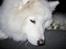 Samojedhund Nala