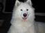 Samojedhund Nala - Tak fordi i gad kiggge forbi mig :)