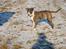 Blanding af racer Simba * RIP *D.11/4-11 - D.28/1-11