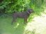 Labrador retriever Jack. R.I.P