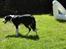 Border collie Zoe R.I.P tøs pigen