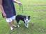 Border collie Zoe R.I.P tøs pigen