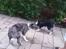 Border collie Zoe R.I.P tøs pigen