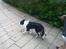 Border collie Zoe R.I.P tøs pigen