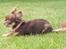 Chihuahua Martina´s Simone *solgt* - Simone nyder solen 10 mdr.