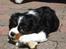 Cavalier king charles spaniel Thor (lille Thor) - hej til jer ALLE:p  Det er MIT kødben!!!