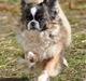 Tibetansk spaniel Sussi