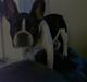 Fransk bulldog Buffas