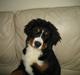 Berner sennenhund molly
