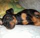 Dvaergpinscher Arko
