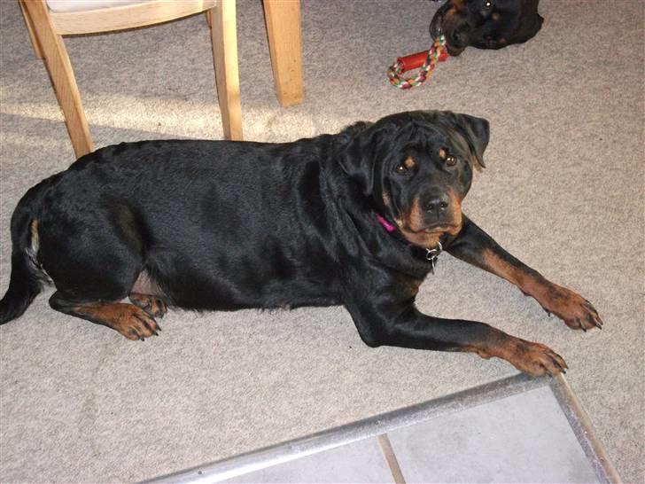 Rottweiler Fighter billede 3