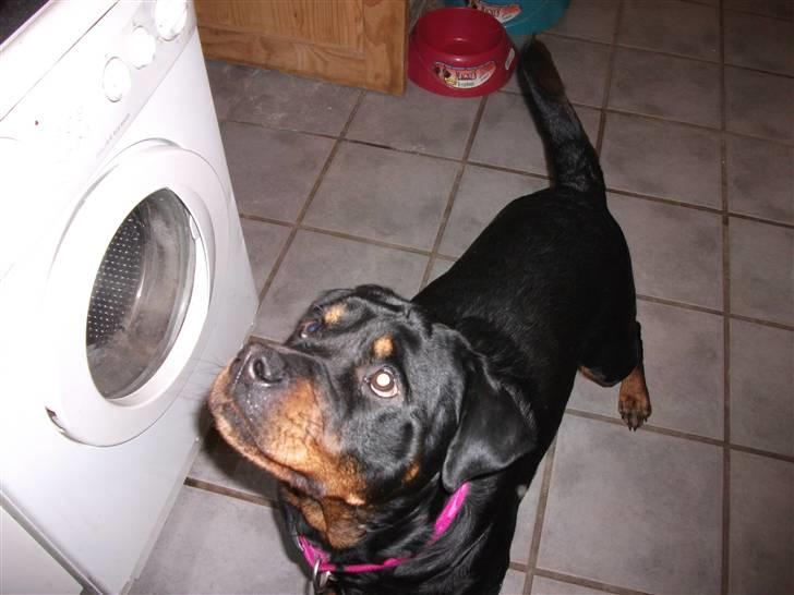 Rottweiler Fighter billede 4