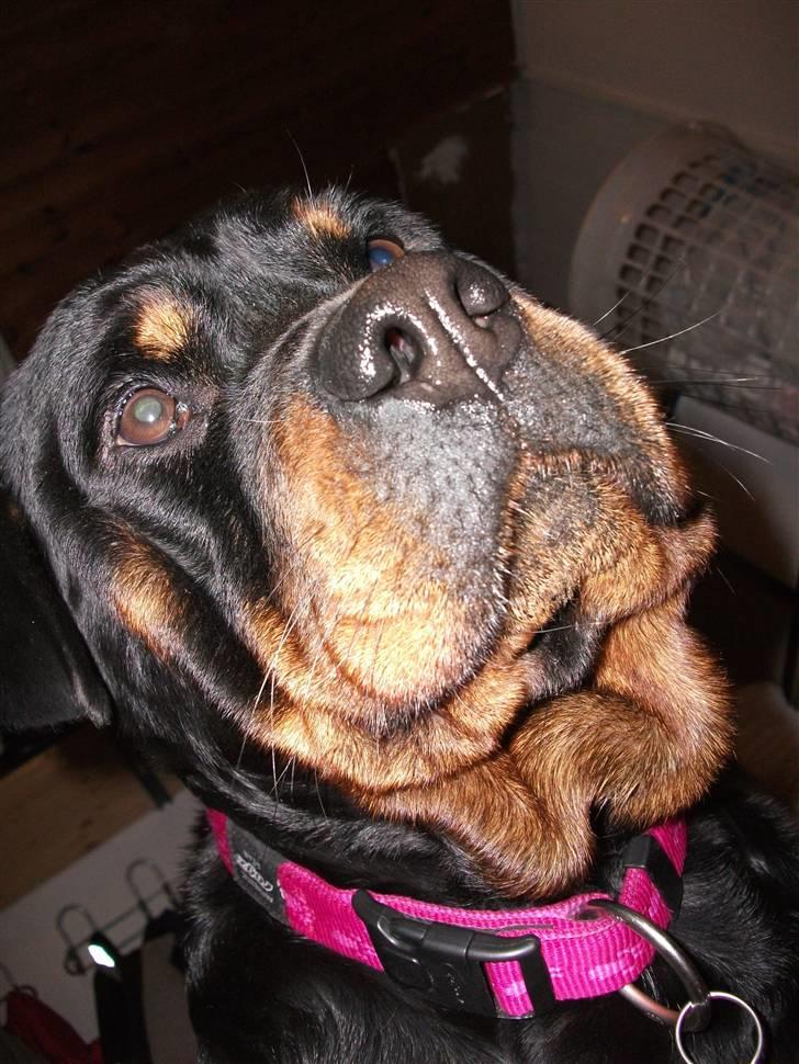Rottweiler Fighter billede 5