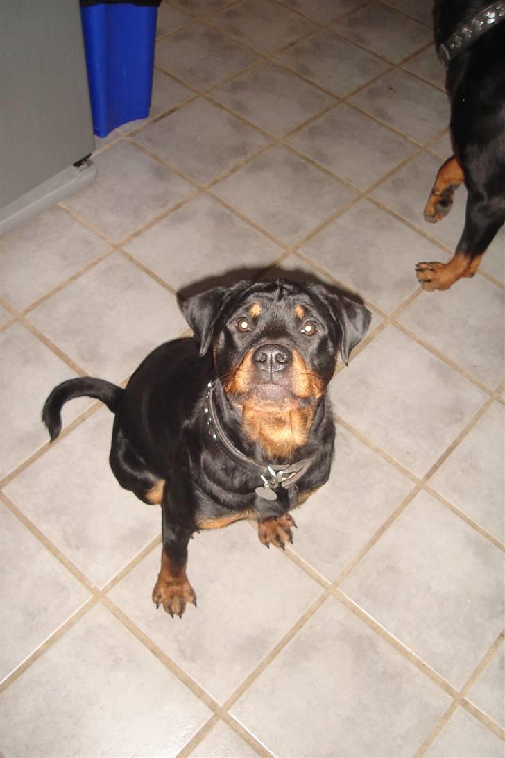 Rottweiler Fighter billede 6
