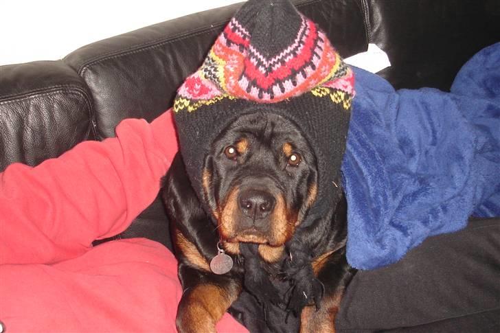 Rottweiler Fighter billede 7