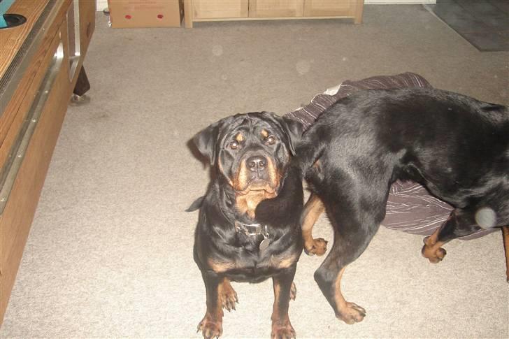 Rottweiler Fighter billede 8
