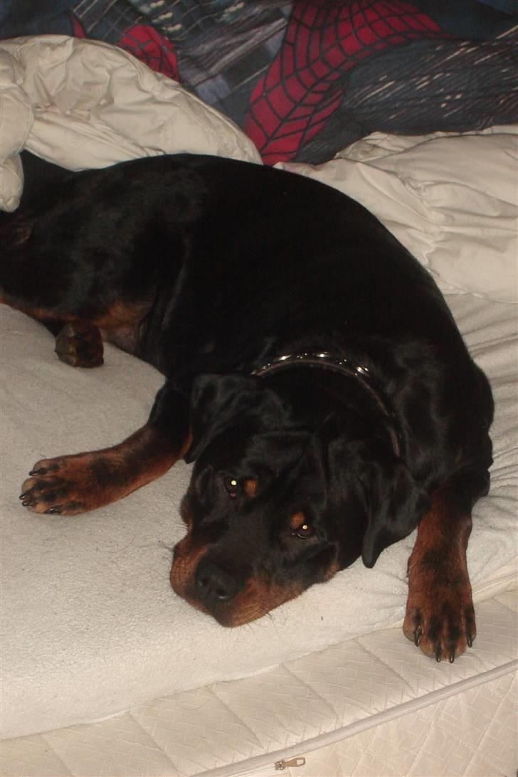 Rottweiler Fighter billede 9