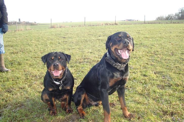 Rottweiler Fighter billede 10