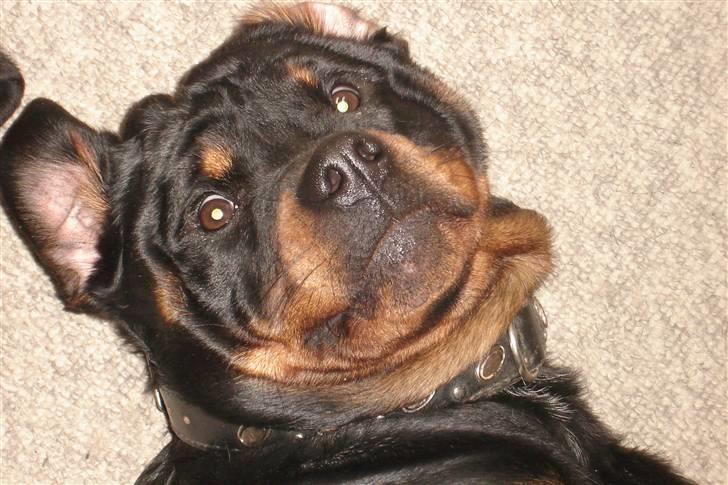 Rottweiler Fighter billede 11