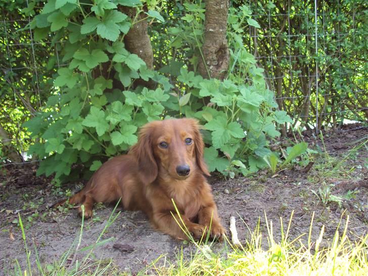 Dværggravhund Balder - mmm skygge :) billede 5