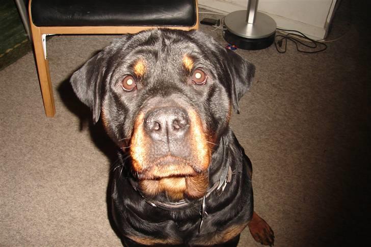 Rottweiler Fighter billede 12