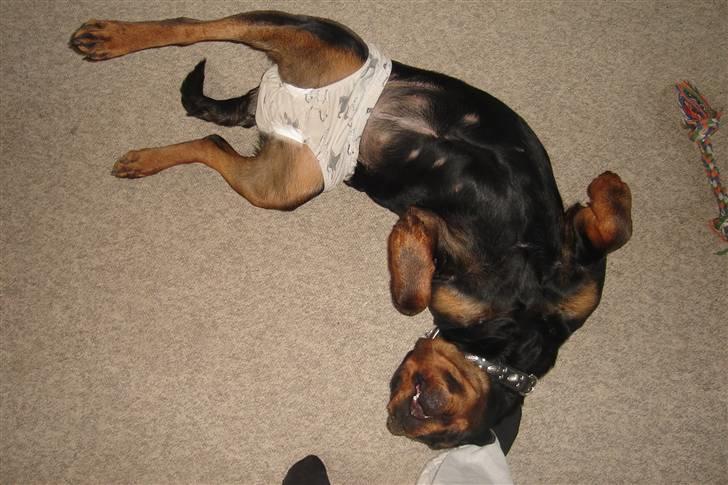 Rottweiler Fighter billede 13