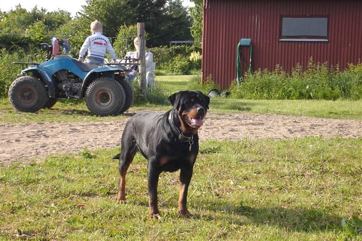 Rottweiler Fighter billede 14