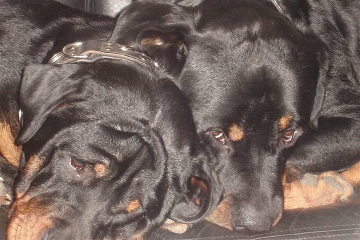 Rottweiler Fighter billede 15