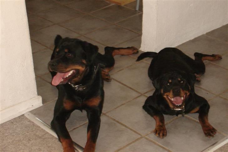 Rottweiler Fighter billede 16