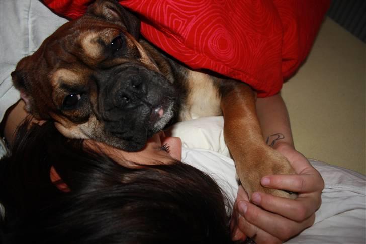 Olde english bulldogge Fenja billede 13