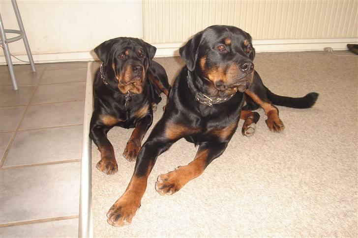 Rottweiler Fighter billede 17