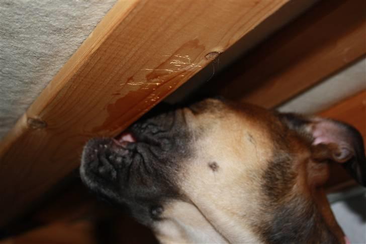 Olde english bulldogge Fenja billede 14