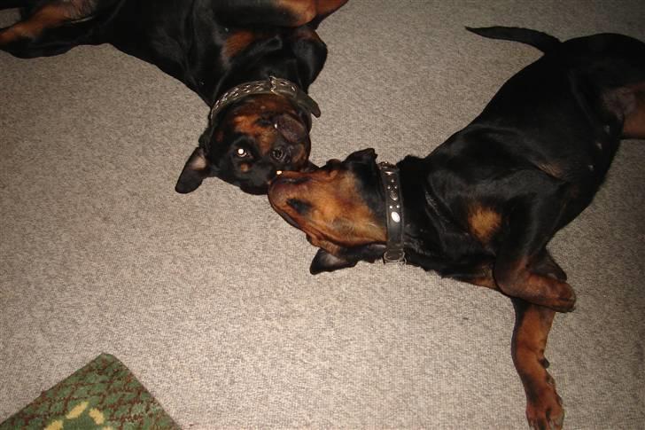 Rottweiler Fighter billede 18