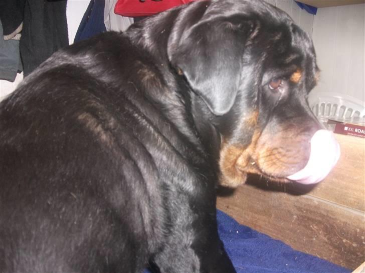 Rottweiler Fighter - mm et lækkert slik xD billede 19